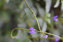 Stachytarpheta indica
